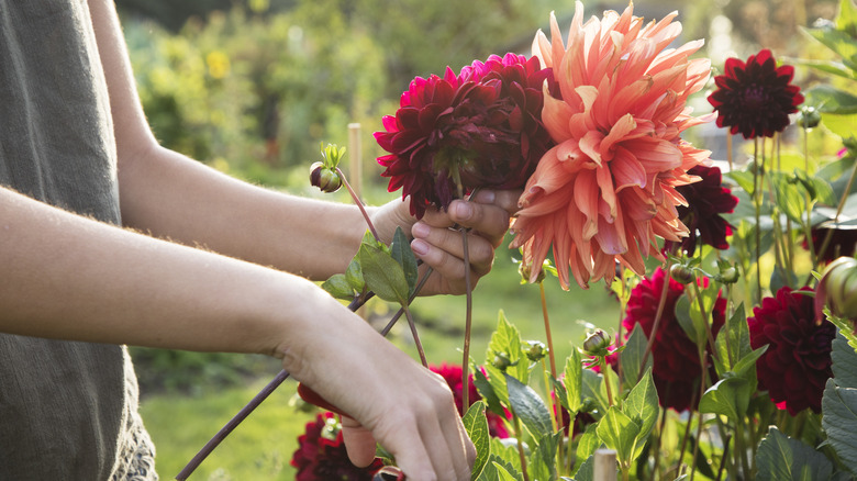 cutting flowers