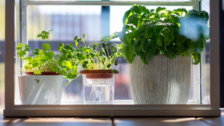 Miniature greenhouse on a deck