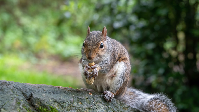 Squirrel eating peanut