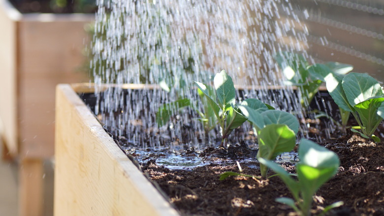 Water pouring into raised bed