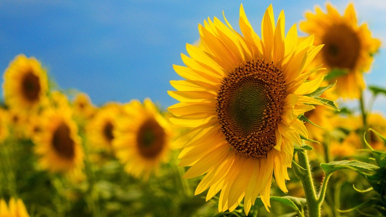 sunflowers in a field