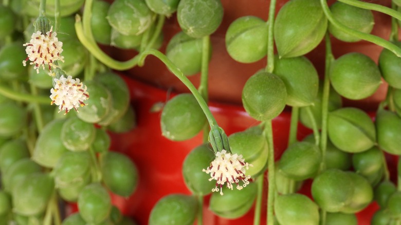 string of pearls flowers