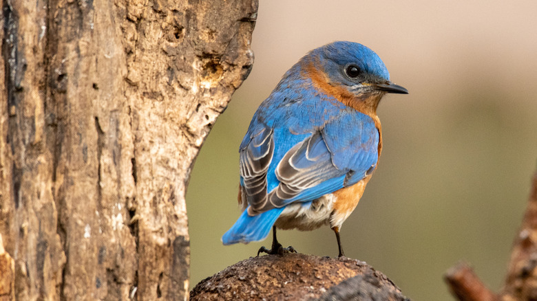 Bluebird on tree