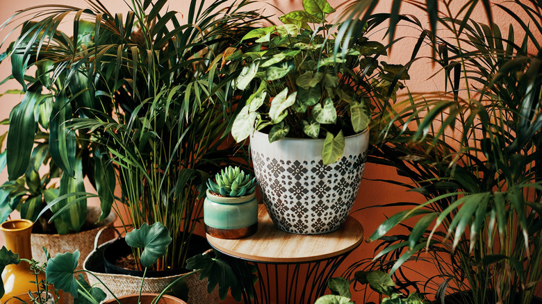 houseplant collection