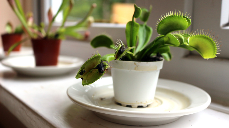 plant in window on plate