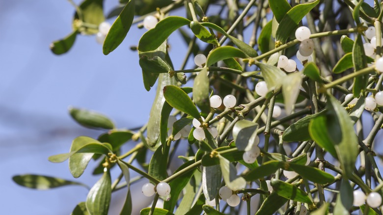 mistletoe plant with white berries