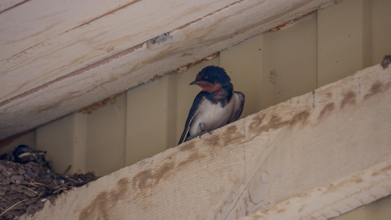 Bird on garage beam