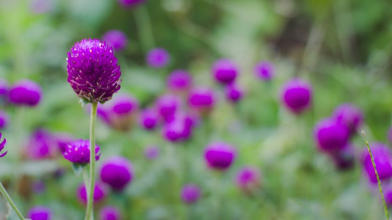 purple globe amaranth blooms