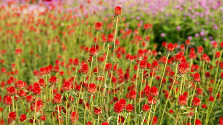 field of red globe amaranth