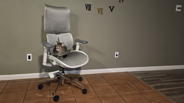 Cat on office chair