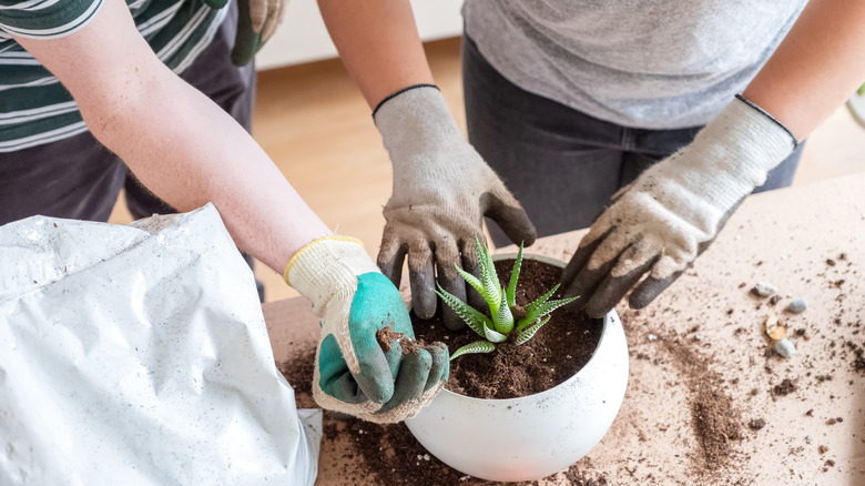 Tending to plant