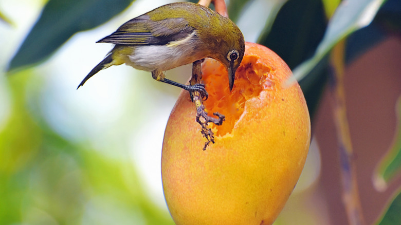 bird eating mango in maui