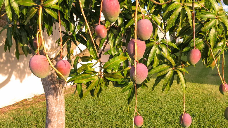 mango tree in backyard