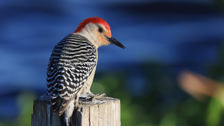 red bellied woodpecker in florida