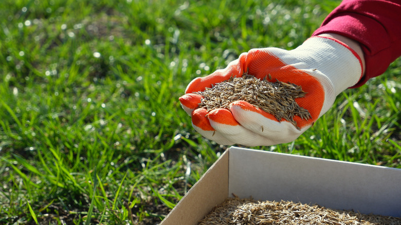 person sprinkling seeds on lawn