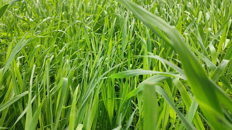 Perennial ryegrass blades