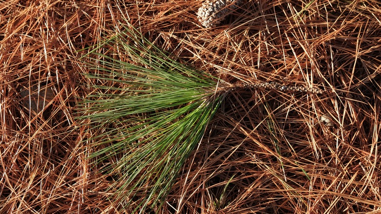 eastern pine tree