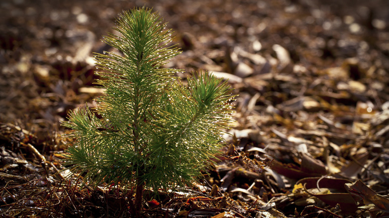 pine seedling