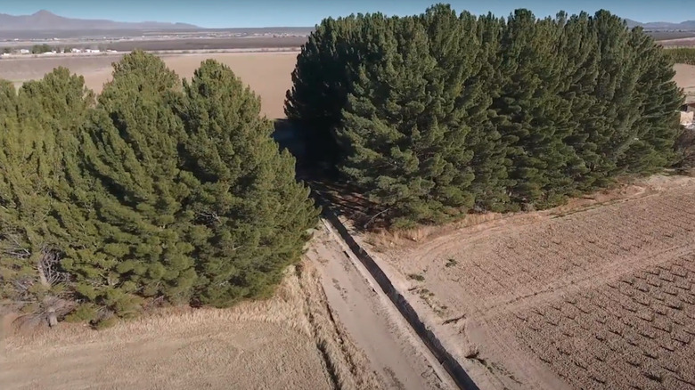 Large eldarica pine trees