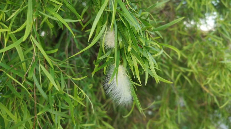 White caterpillar on weeping willow