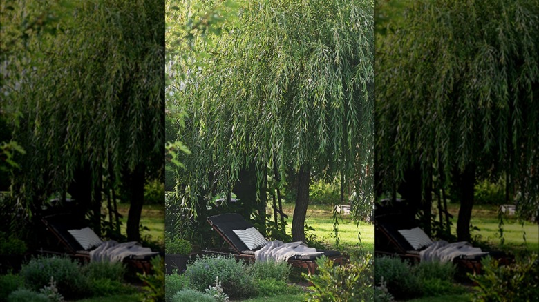 Sun lounger under weeping willow