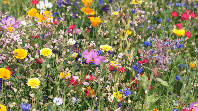 colorful assortment of blooming flowers