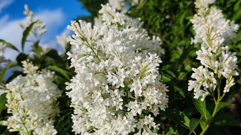 close up of white flowers