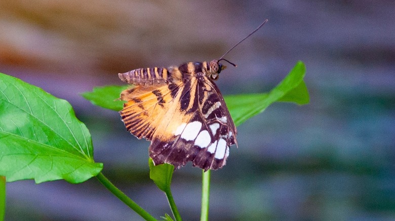 Butterfly resting on a leaf