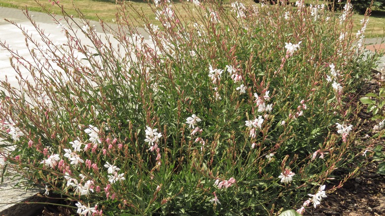 Large gaura plant alongside driveway