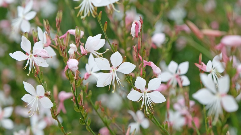 White and pink gaura flowers