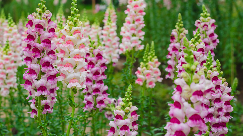 snapdragon plants flowering