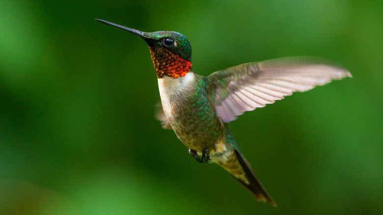 hummingbird in flight