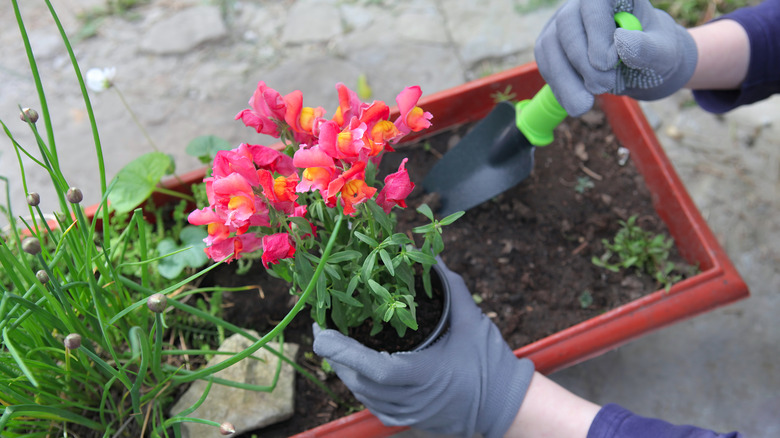 person planting pink snapdragons