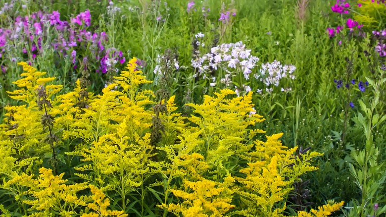 goldenrod in flower bed