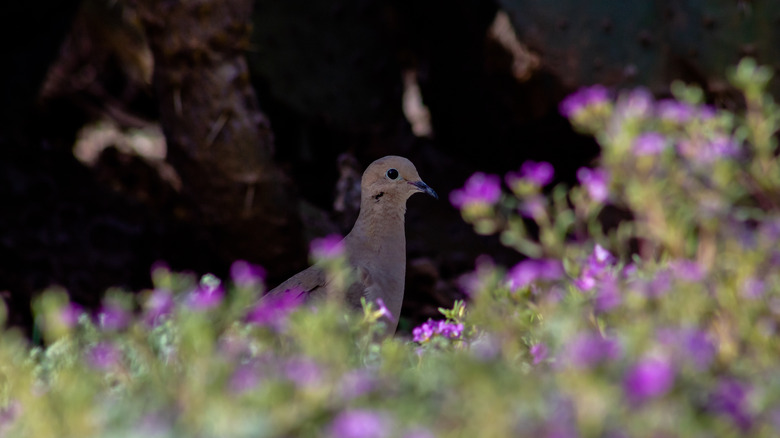 mourning dove surrounded by wildflowers