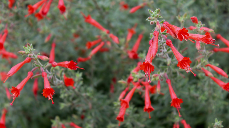 close up of hummingbird trumpet flowers