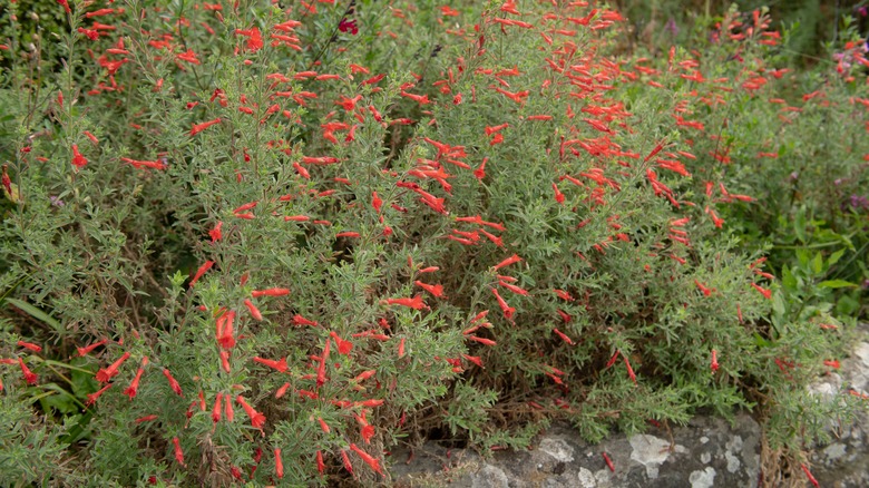 hummingbird trumpet in rocky garden