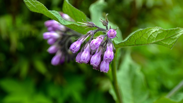 purple comfrey flowers