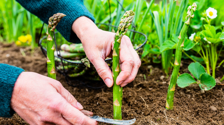 harvesting asparagus