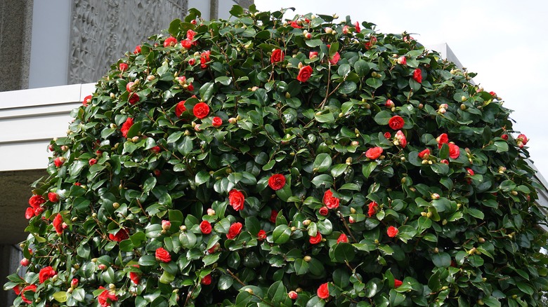 Camellia with a house in the background