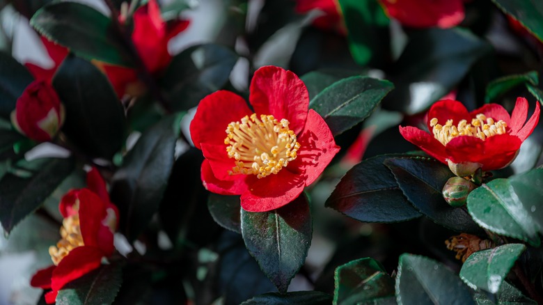 Camellia with red blooms