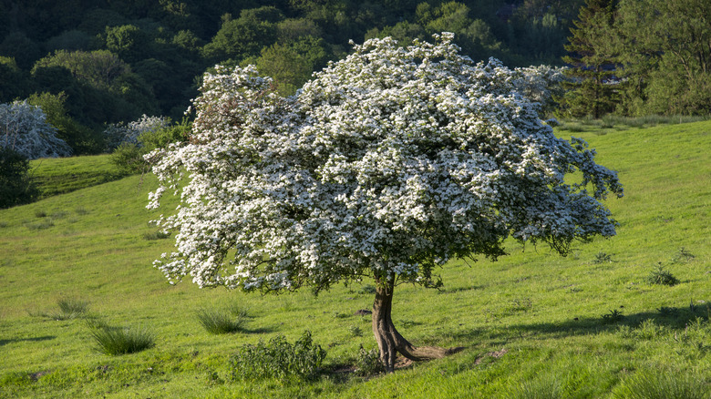 hawthorn in full spring bloom