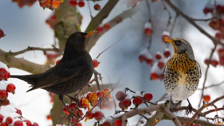 Hawthorn berries in winter