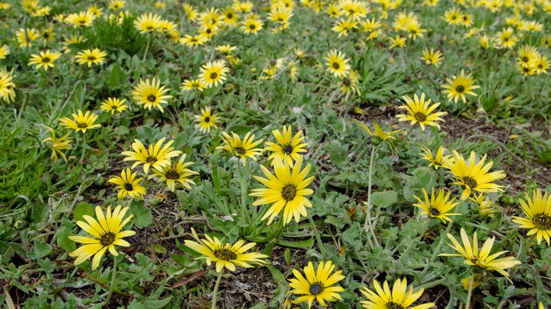 capeweed showing flowers and leaves