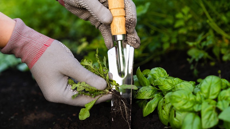 using tool to remove weeds