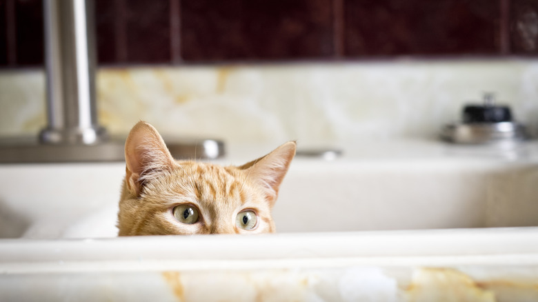 Cat peeks out from sink