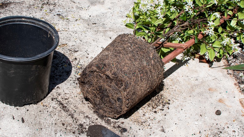 planting star jasmine in garden