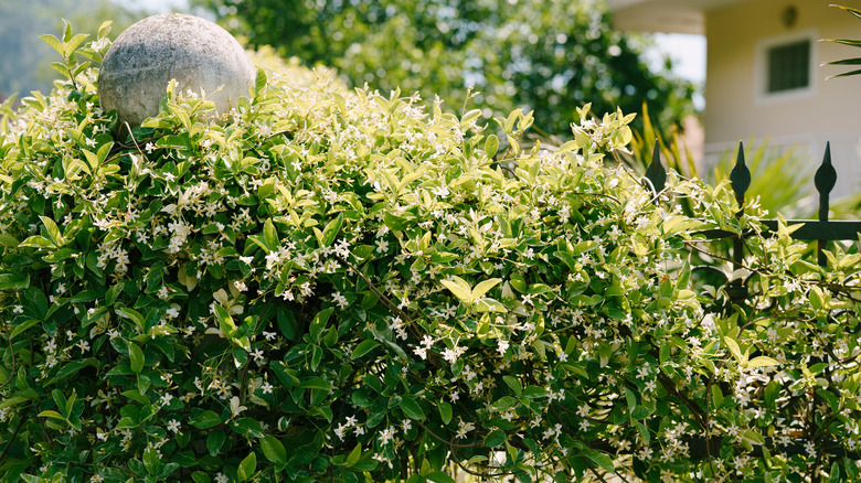 star jasmine vine overwhelming fence