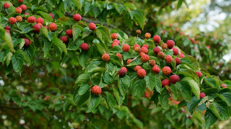 Kousa dogwood berries