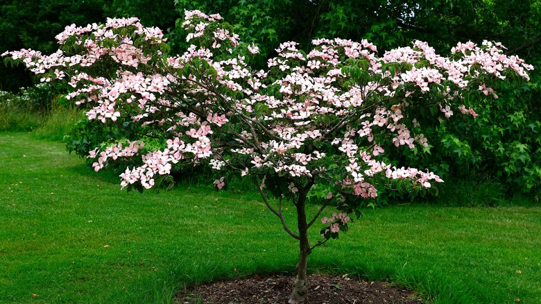 Flowering Kousa dogwood tree